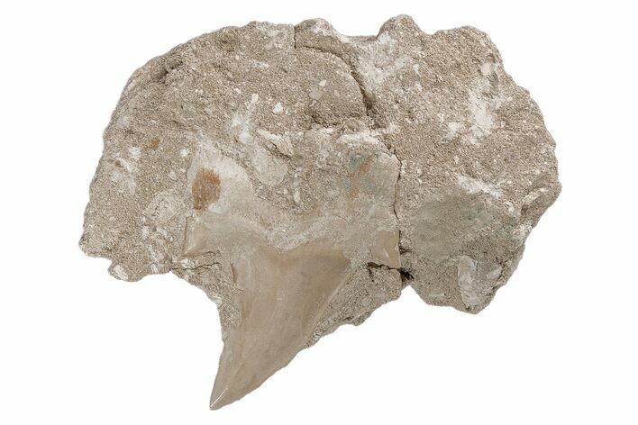Otodus Shark Tooth Fossil in Rock - Eocene #215623